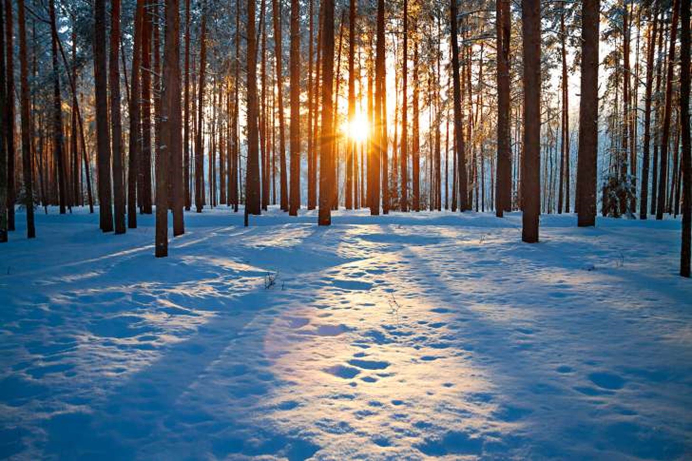 winter sun peeking through tree trunks